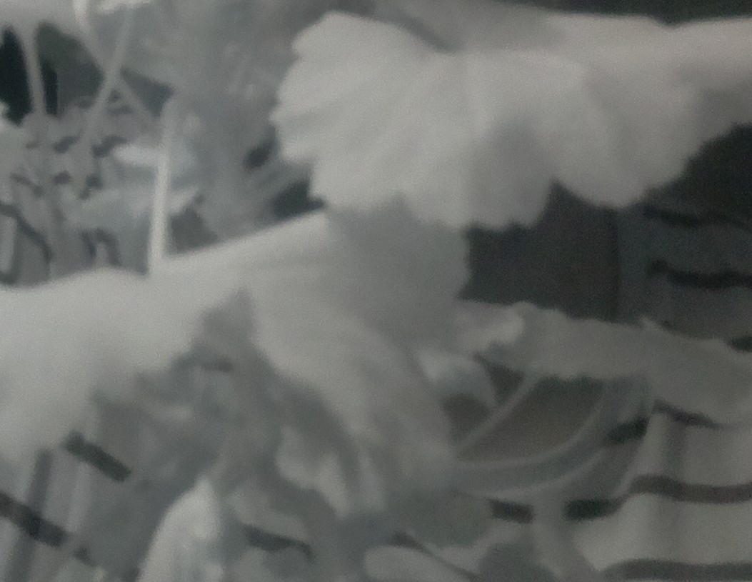blomma fotad med ir-kamera
